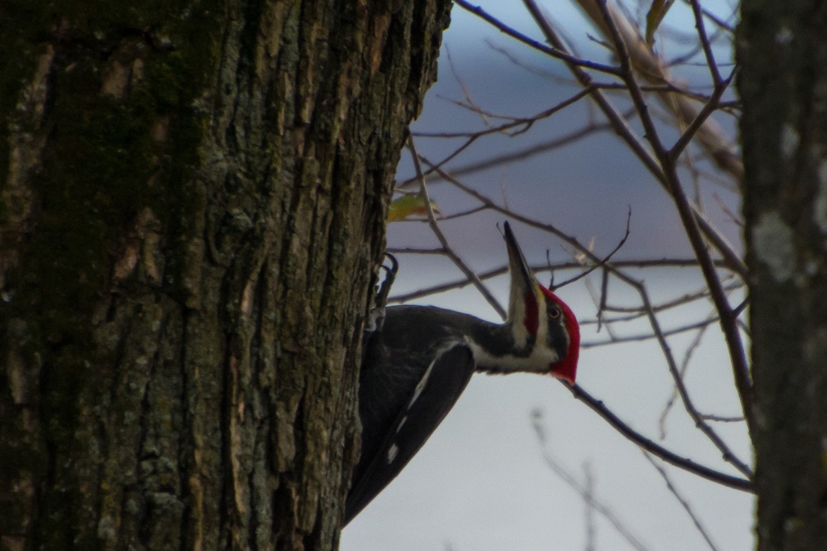 Pileated Woodpecker - ML75035761