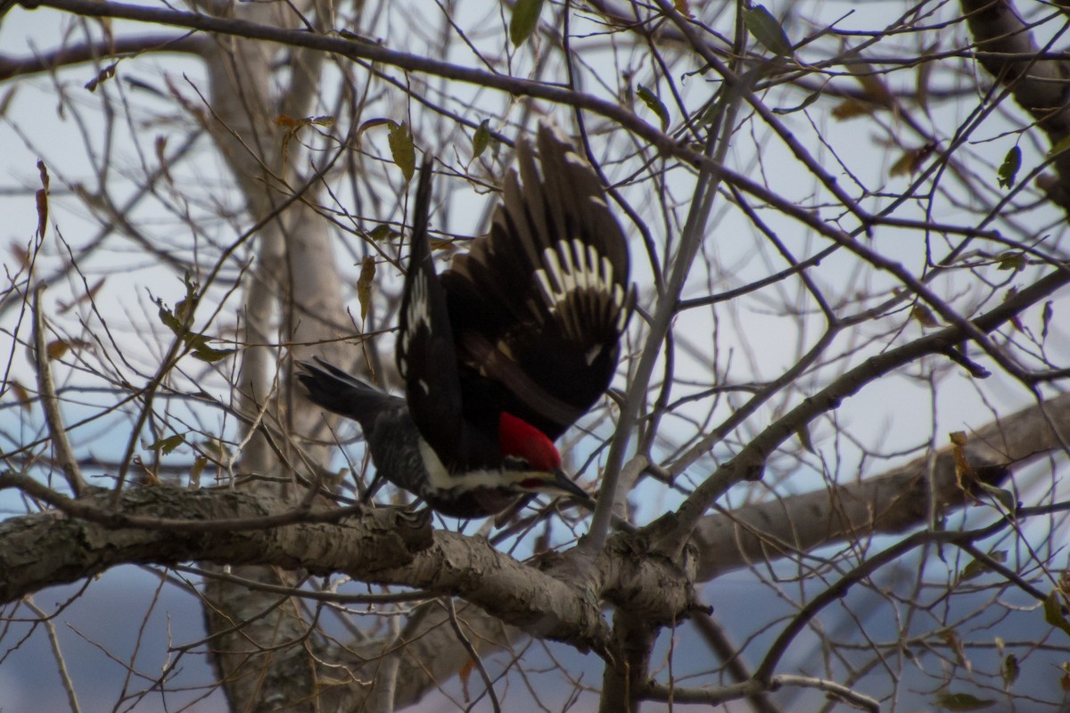 Pileated Woodpecker - ML75035821