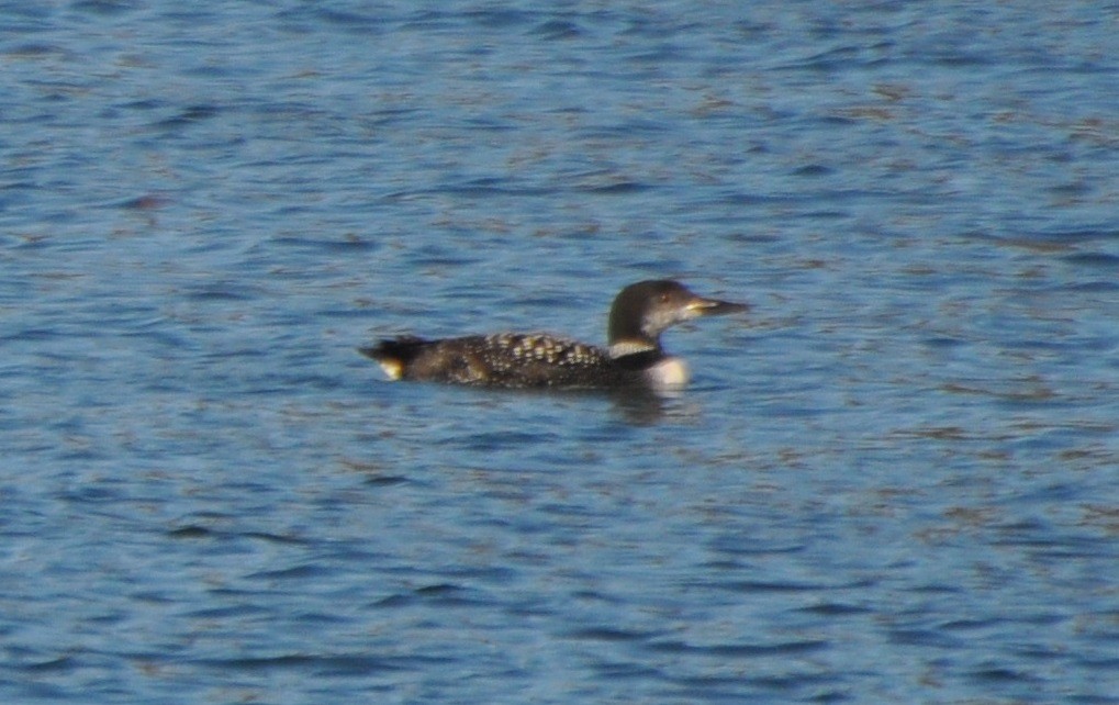 Common Loon - ML75036001