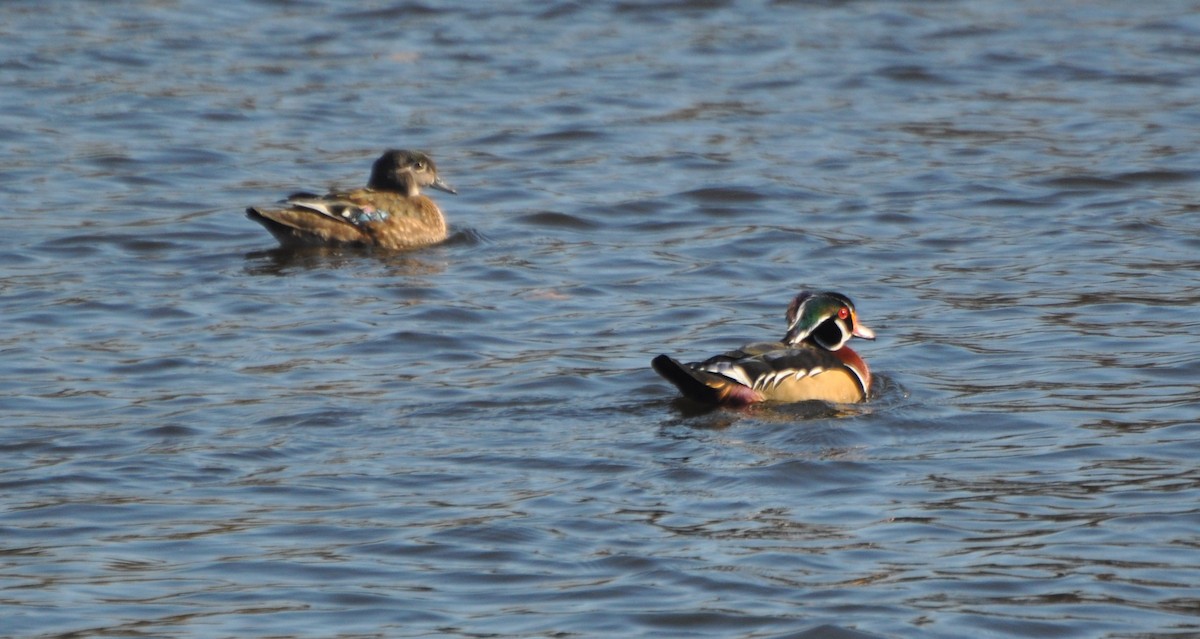 Wood Duck - ML75037521