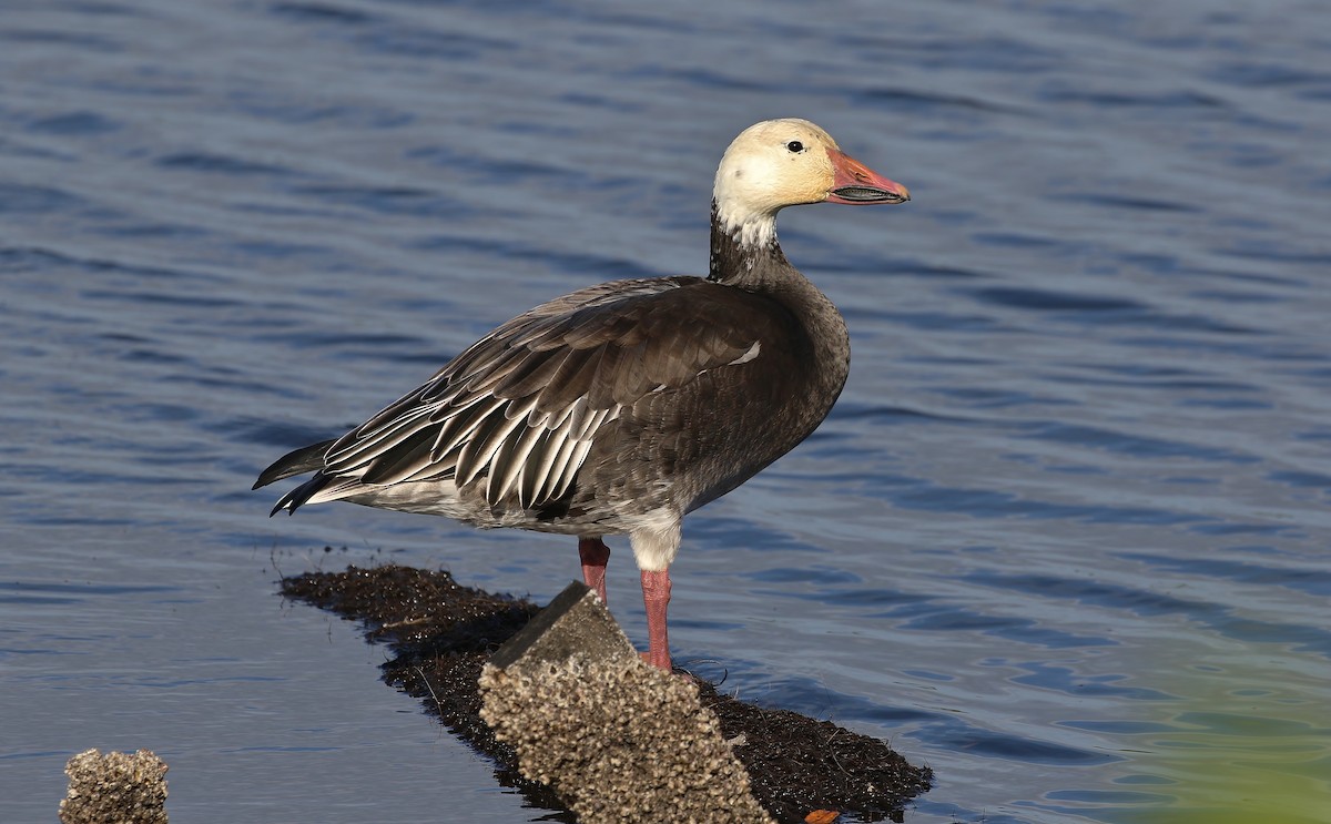 Snow Goose - ML75038781