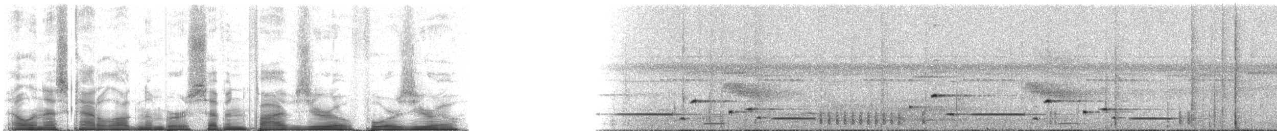 Troglodyte arada (modulator) - ML75040