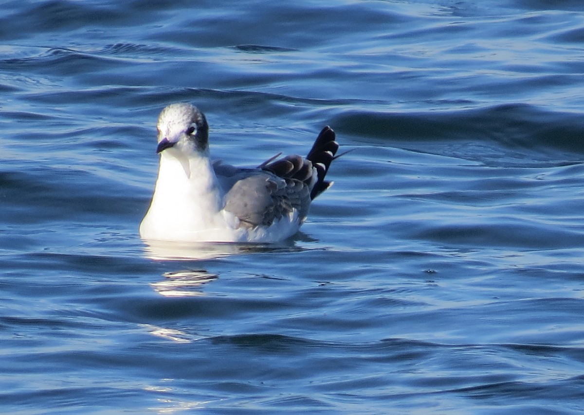 Gaviota Pipizcan - ML75040101