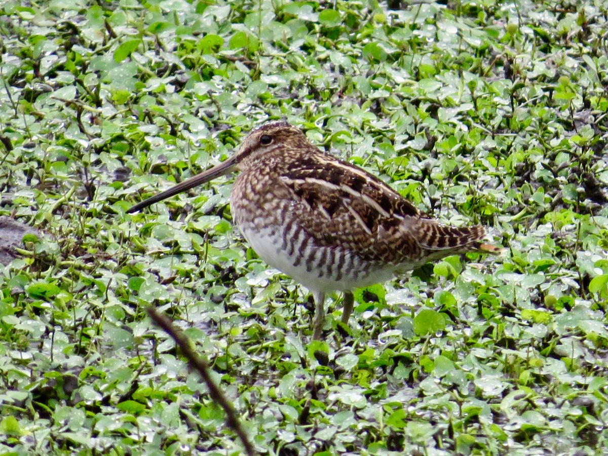 Wilson's Snipe - Holly Cox