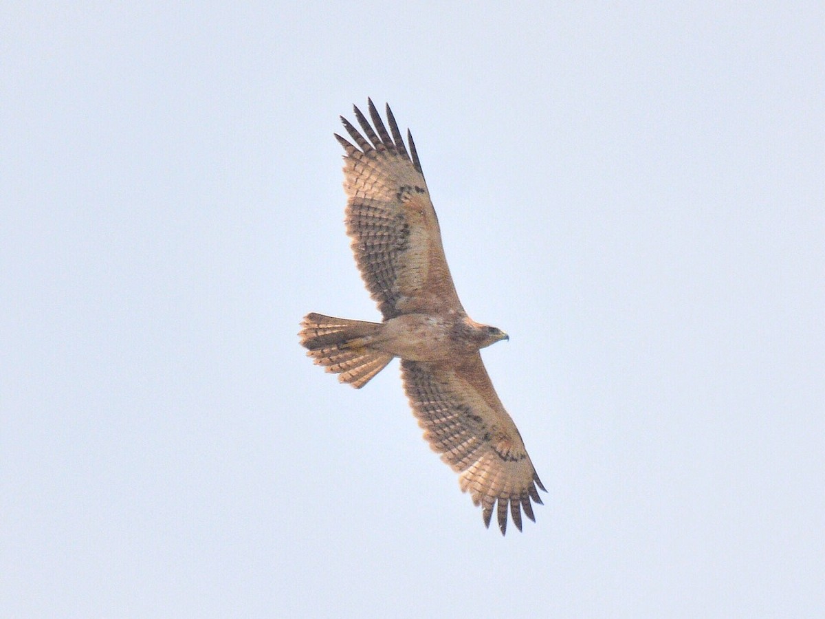 Bonelli's Eagle - Renuka Vijayaraghavan