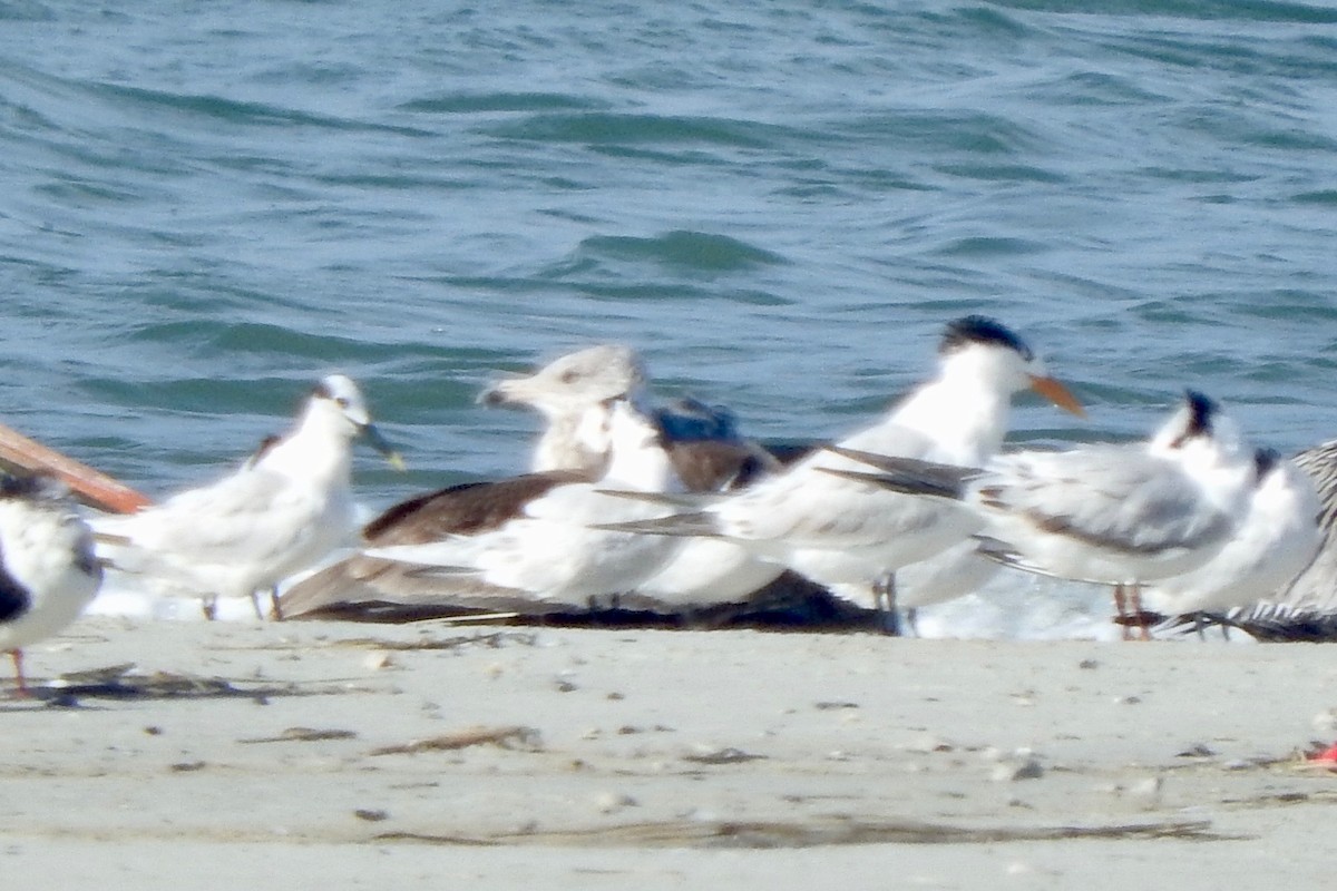 Sandwich Tern - Gary Harbour