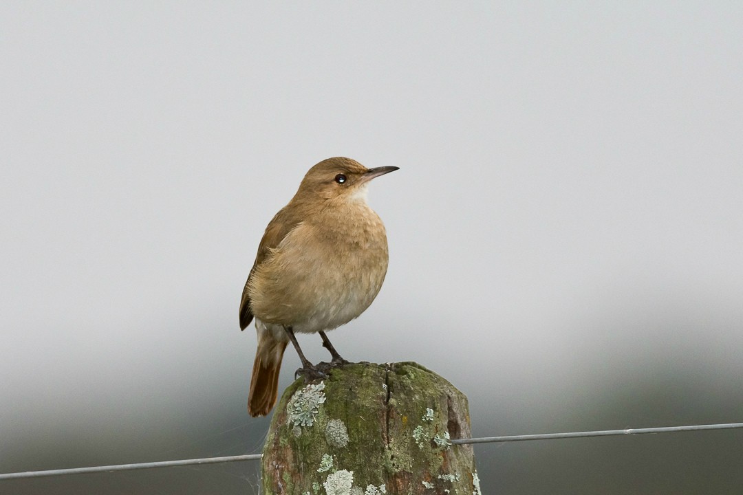 セアカカマドドリ - ML75043301