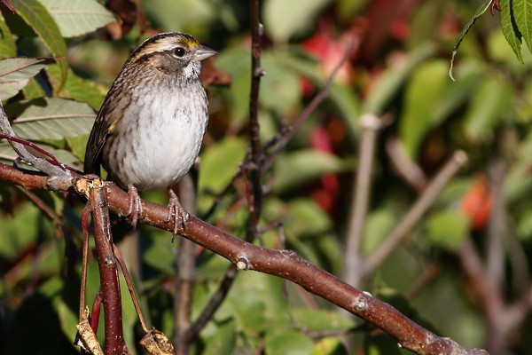 White-throated Sparrow - Ted Keyel