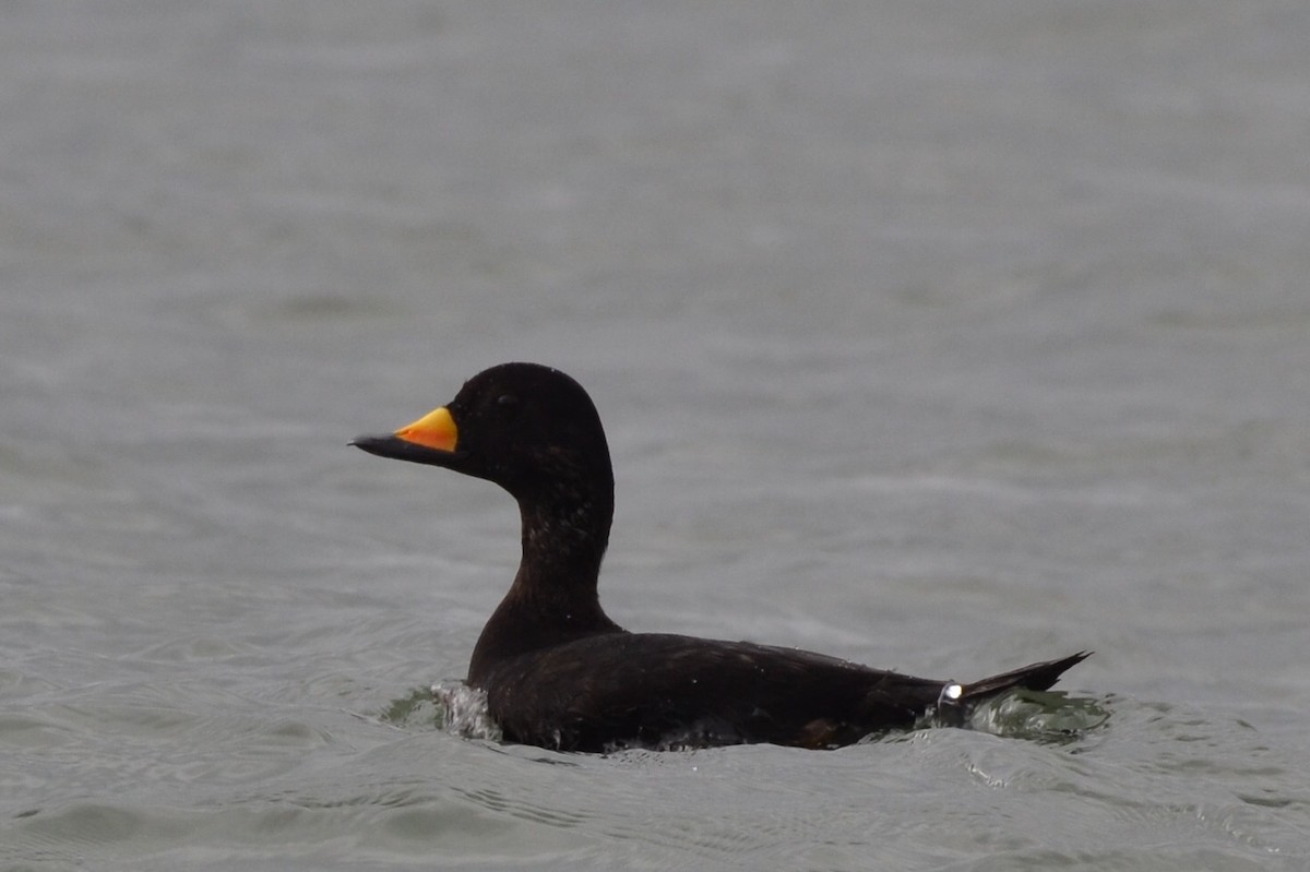 Black Scoter - ML75046471