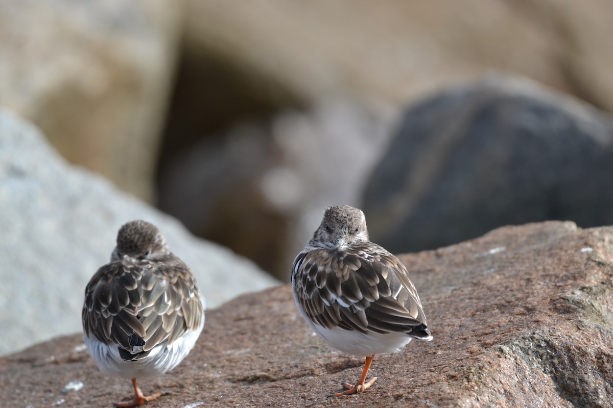 Ruddy Turnstone - ML75046961