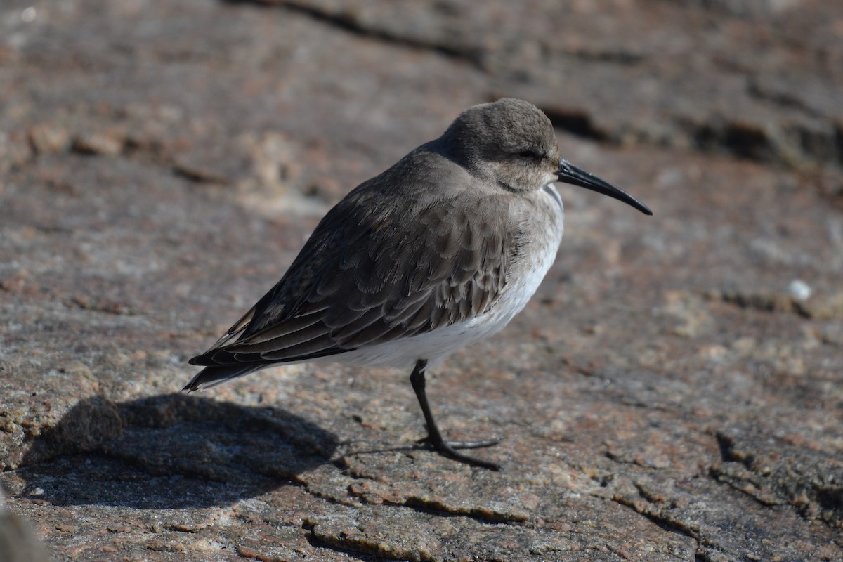 Dunlin - ML75047101