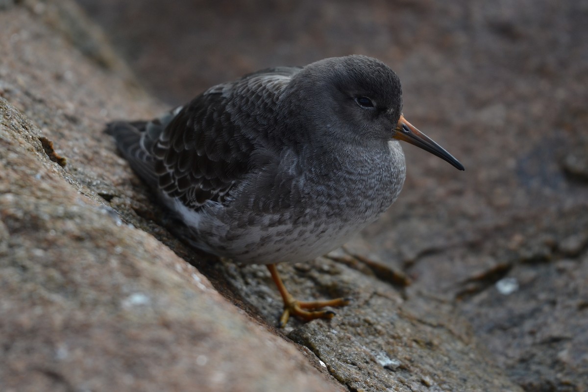 Purple Sandpiper - ML75047211