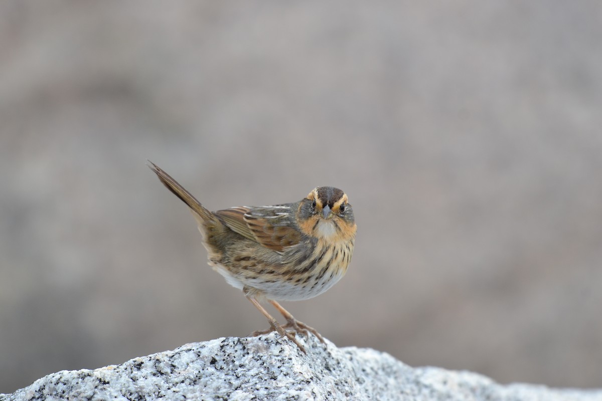 Saltmarsh Sparrow - ML75047431