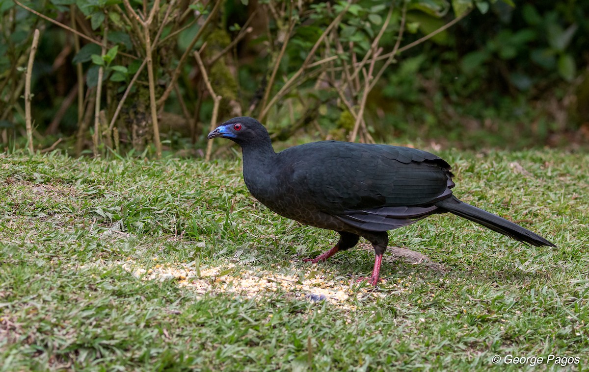 Black Guan - George Pagos