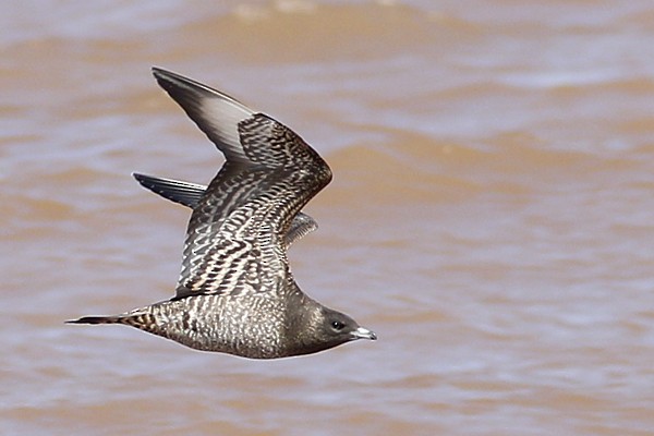 Parasitic Jaeger - Anonymous