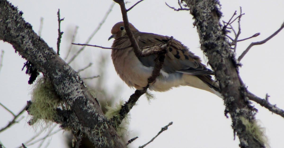 Mourning Dove - Janice Harmon