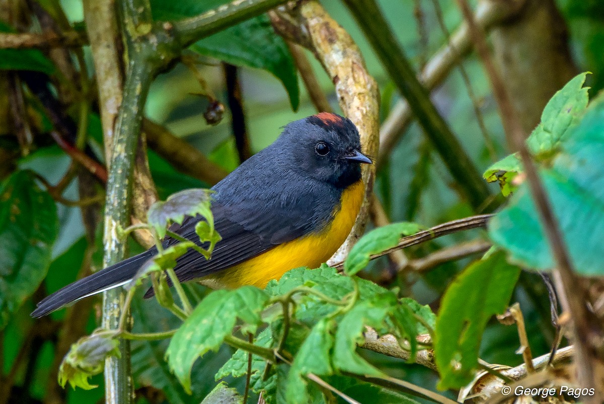 Slate-throated Redstart - ML75048711