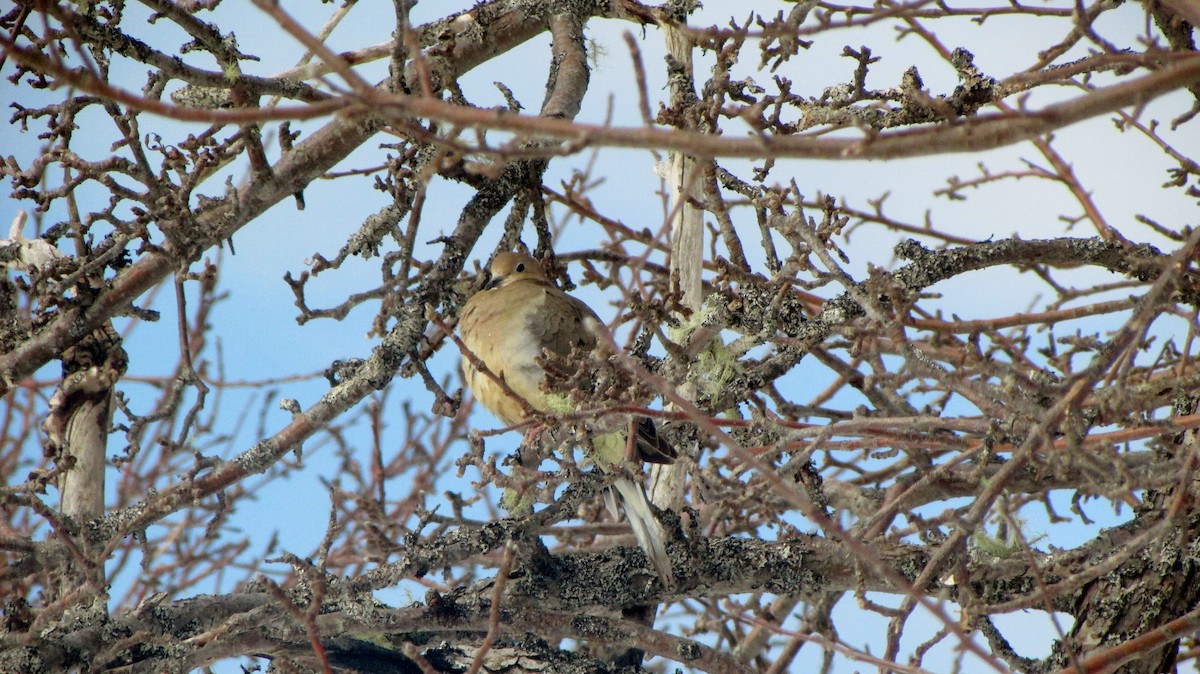 Mourning Dove - Janice Harmon