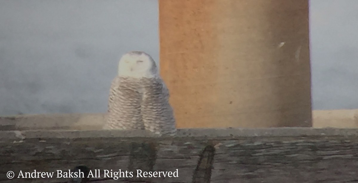 Snowy Owl - ML75051471