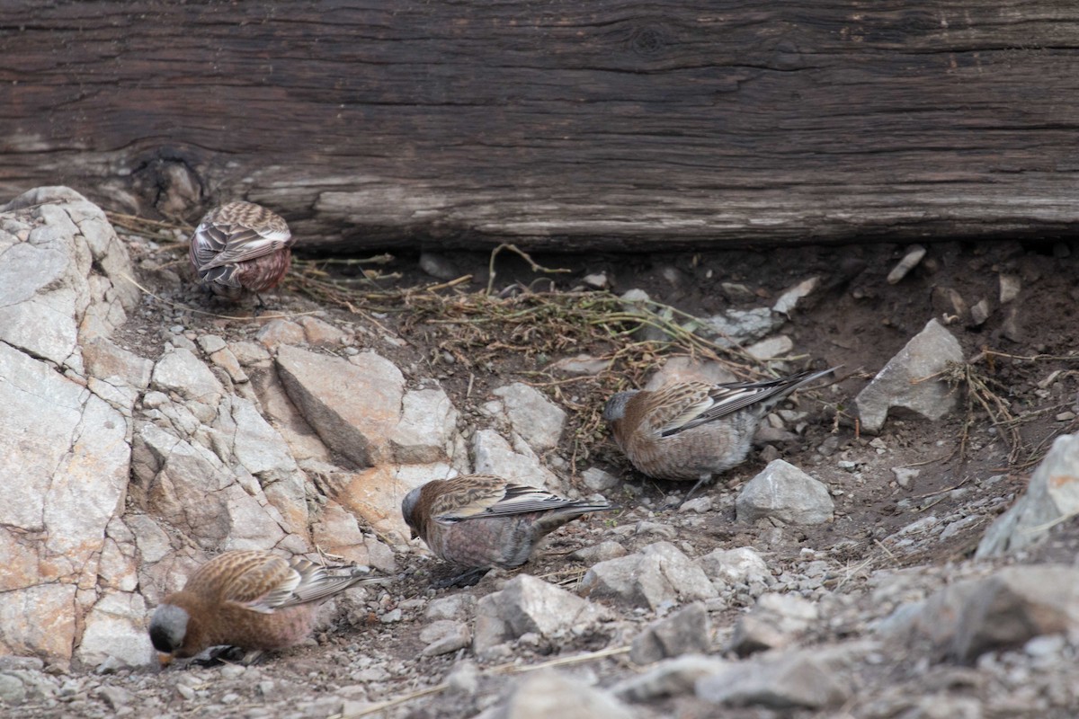 Gray-crowned Rosy-Finch - ML75052751