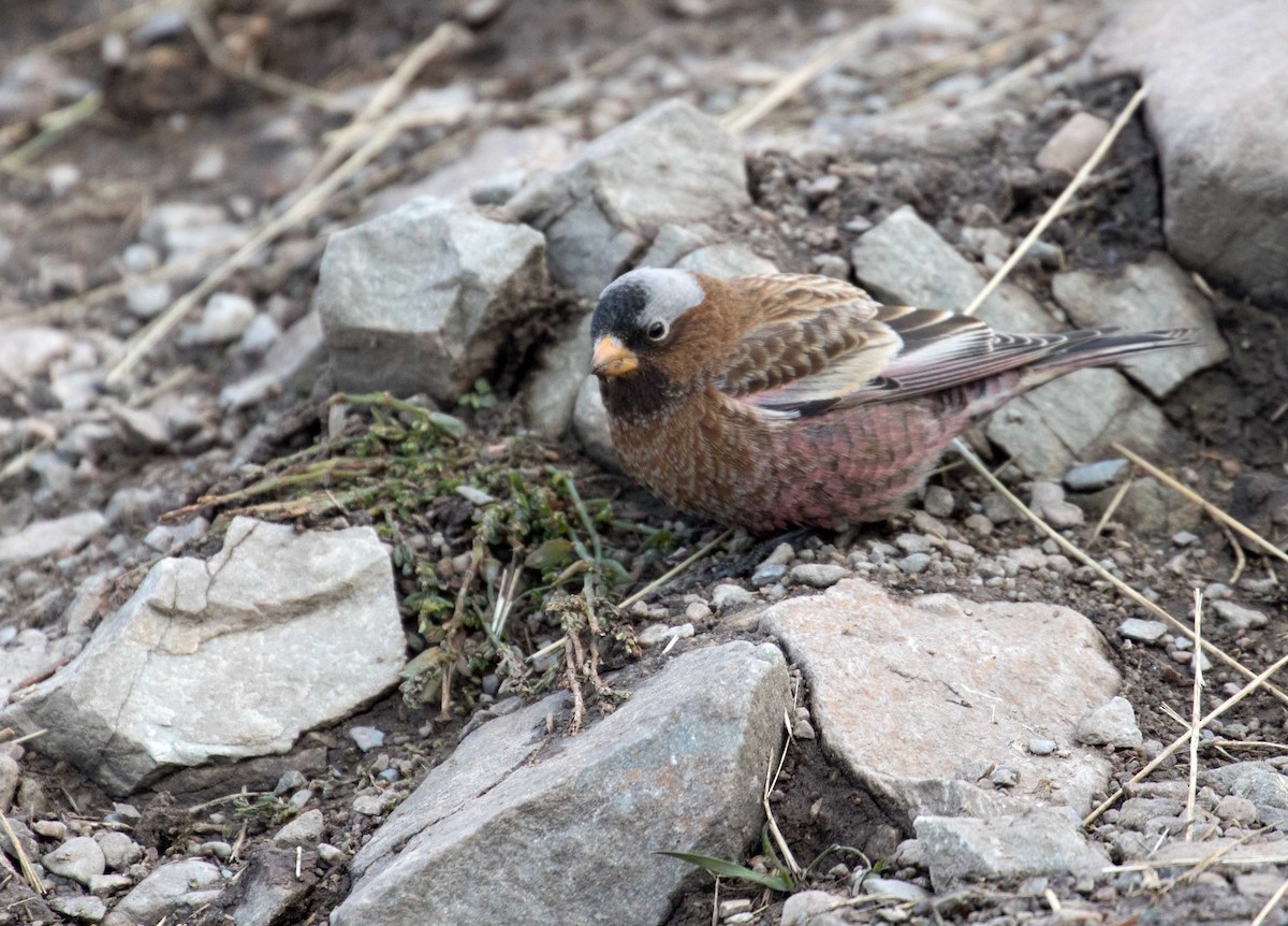 Gray-crowned Rosy-Finch - ML75052781
