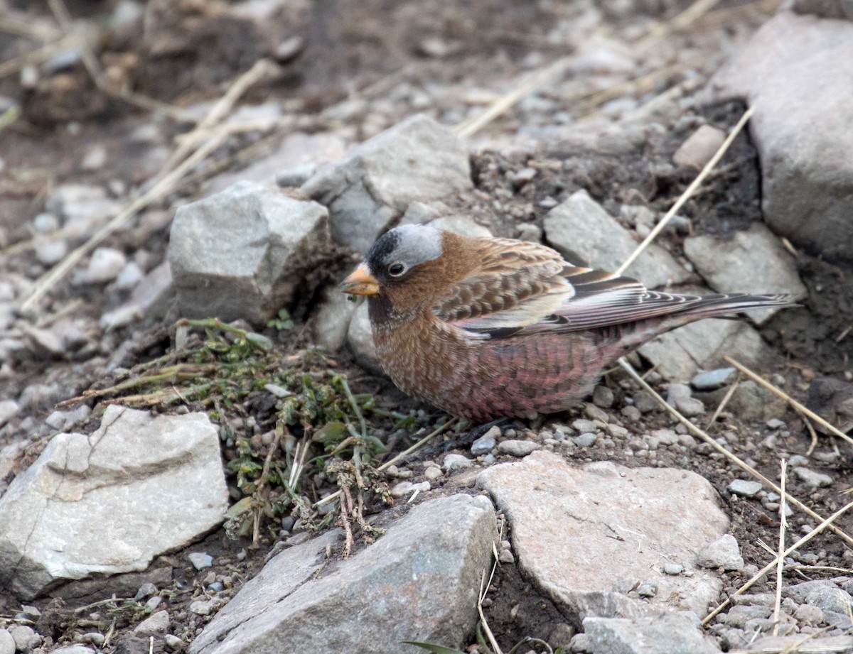 Gray-crowned Rosy-Finch - ML75052811