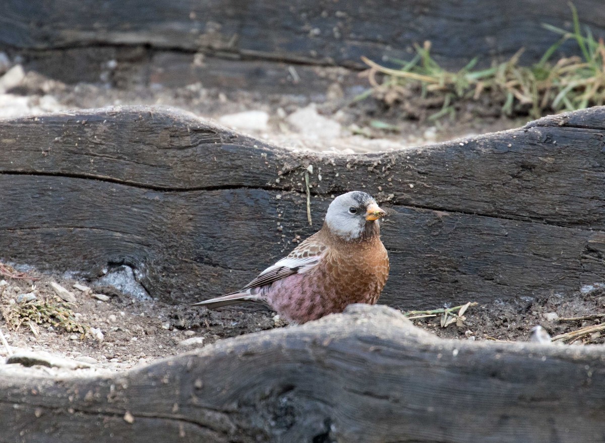 Gray-crowned Rosy-Finch - ML75052831