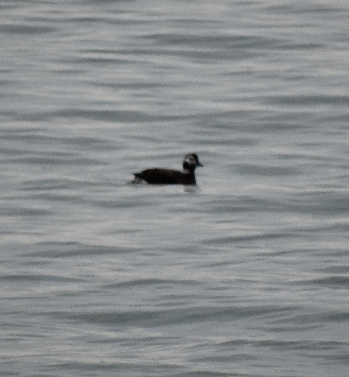Long-tailed Duck - ML75053411