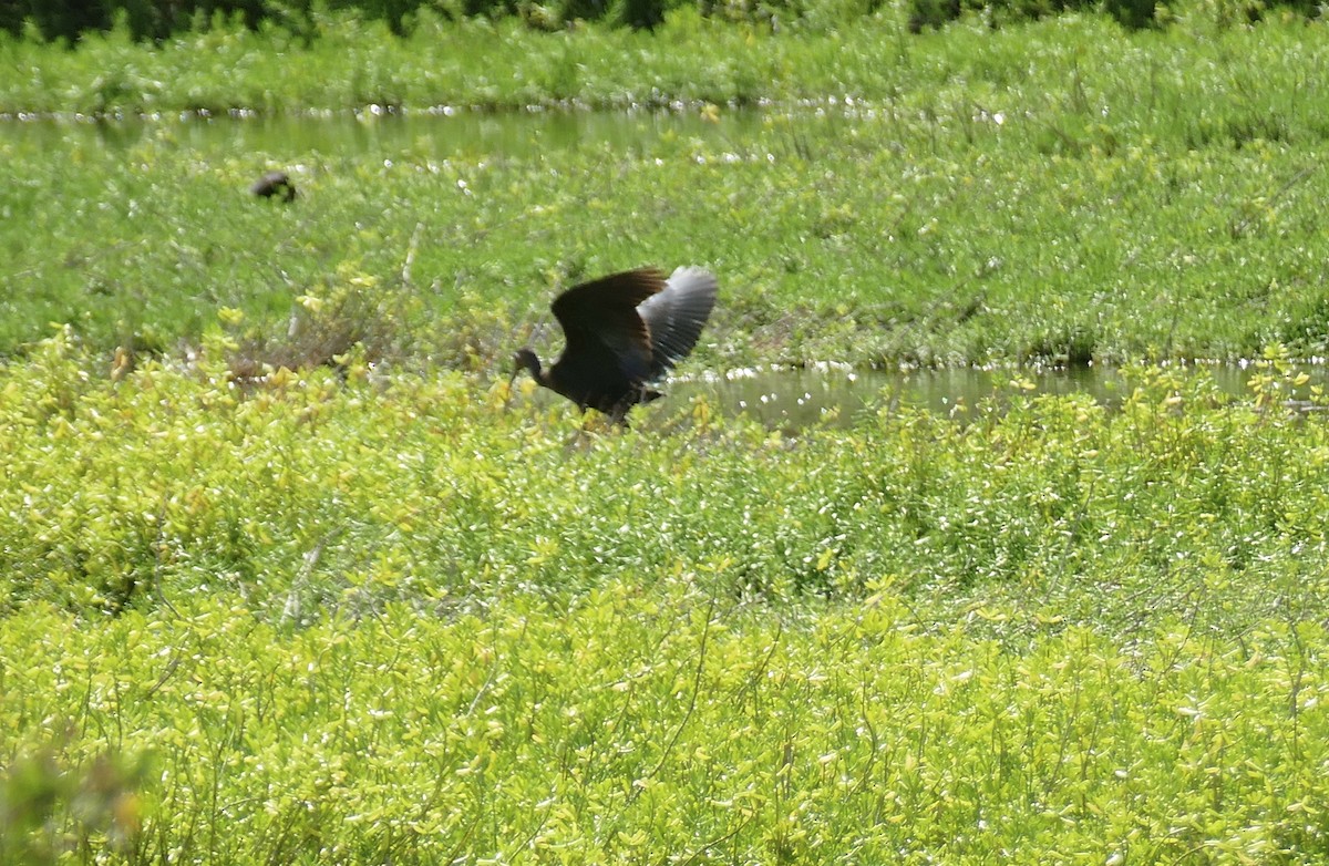 White-faced Ibis - ML75053891