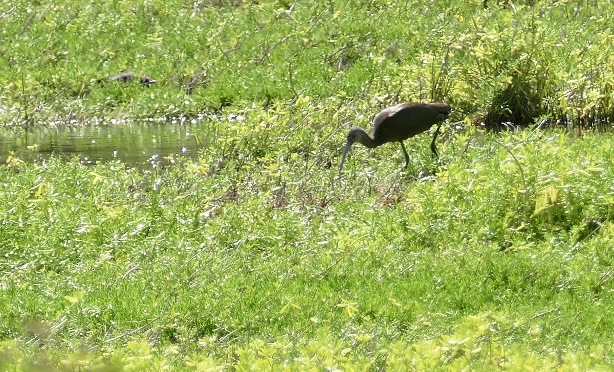 White-faced Ibis - ML75054491