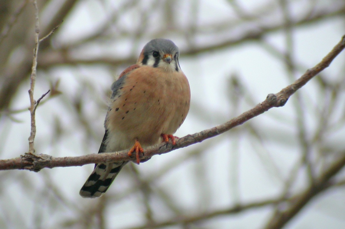 American Kestrel - ML75054751