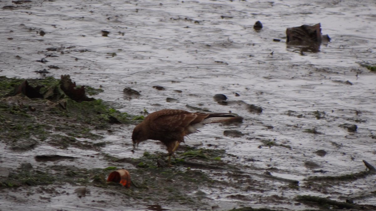 Caracara chimango - ML75055691