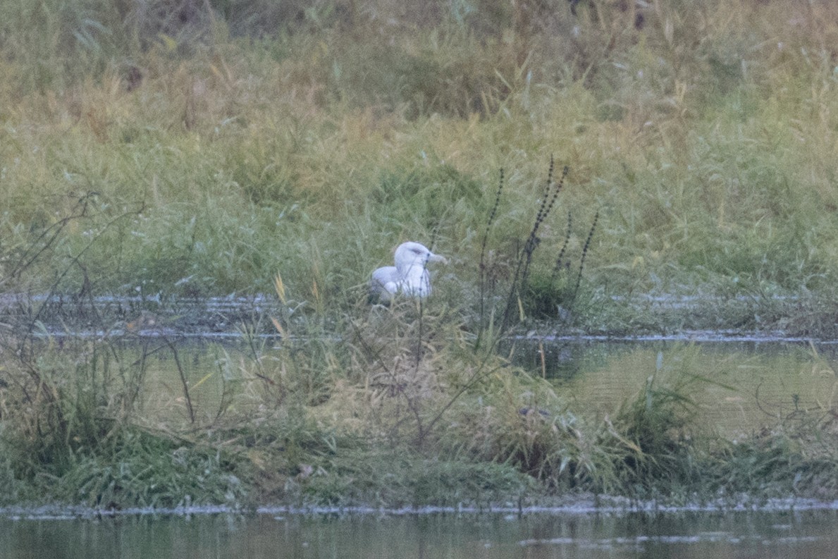 Herring Gull - ML75056641