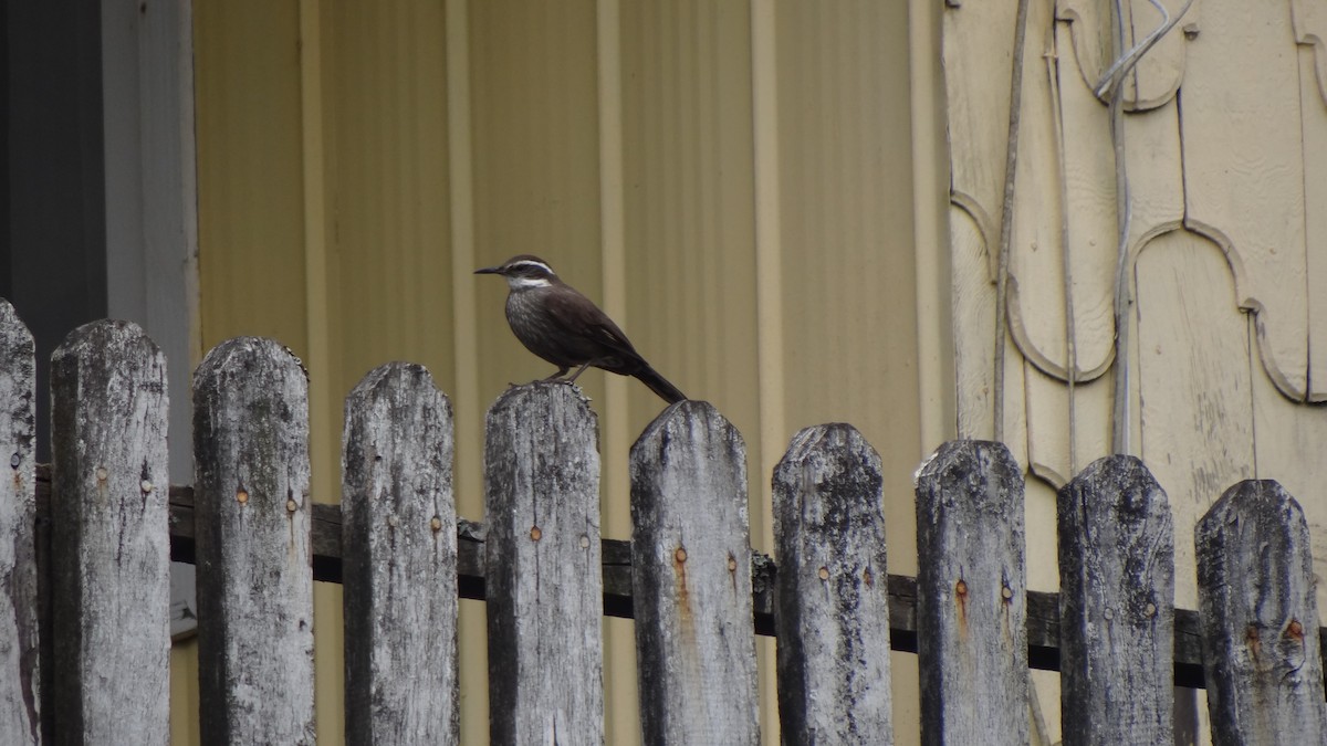 Dark-bellied Cinclodes - ML75057091