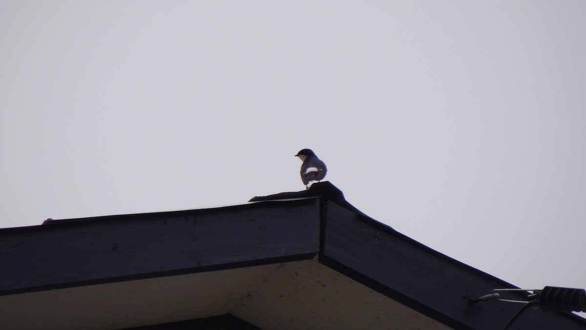 Chilean Swallow - ML75057341