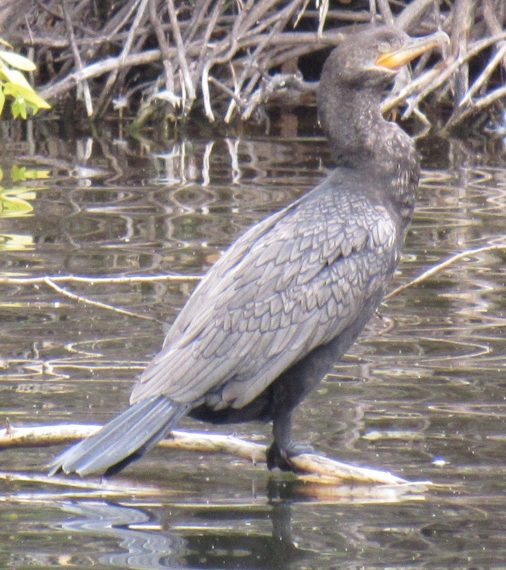 Neotropic Cormorant - ML75057601