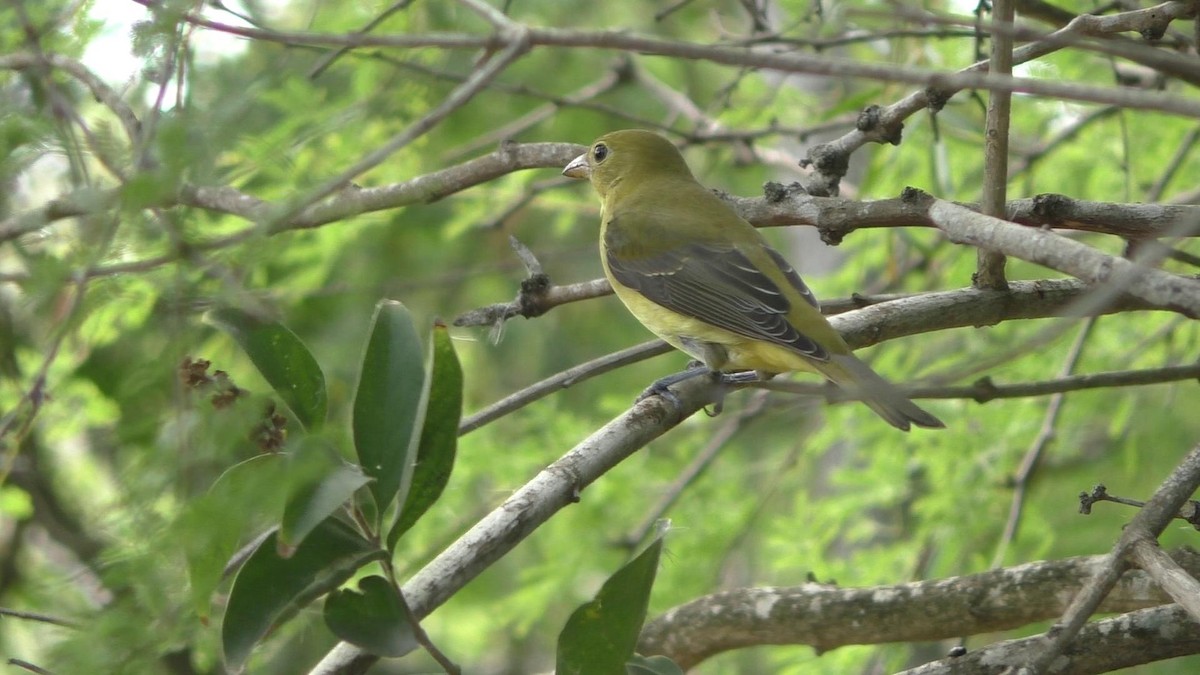 Scarlet Tanager - ML75057881