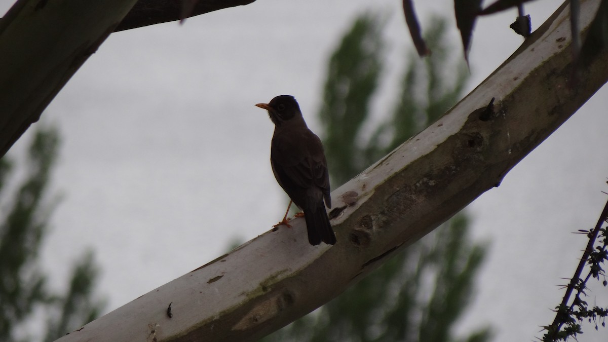 Austral Thrush - ML75058381