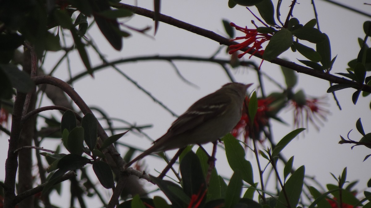 White-crested Elaenia (Chilean) - ML75059111