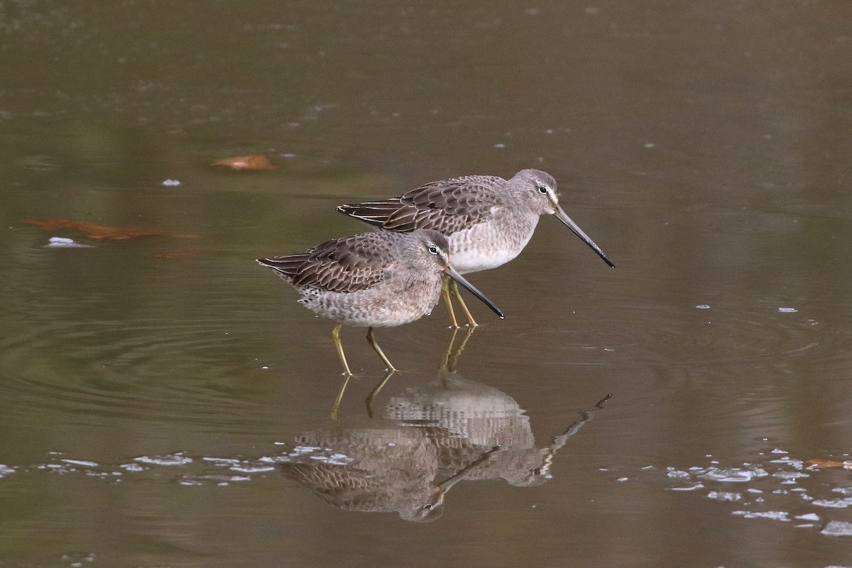 Long-billed Dowitcher - Chris Peters