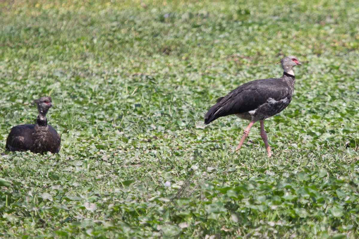 Southern Screamer - ML75061551