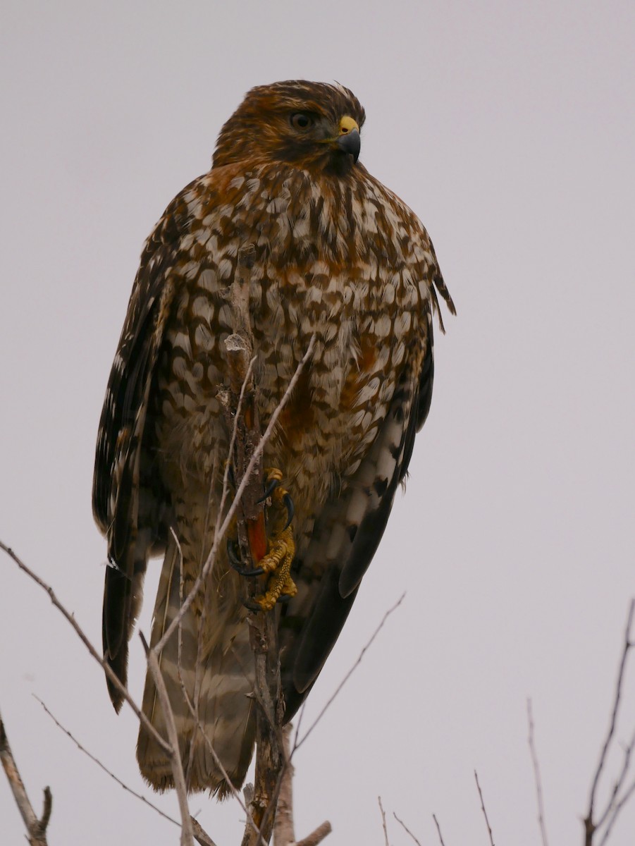 Red-shouldered Hawk - Chris Wills