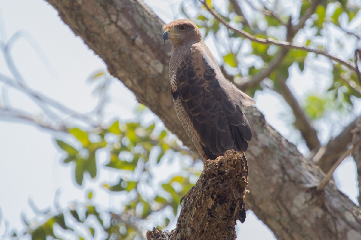 Savanna Hawk - Lindy Fung