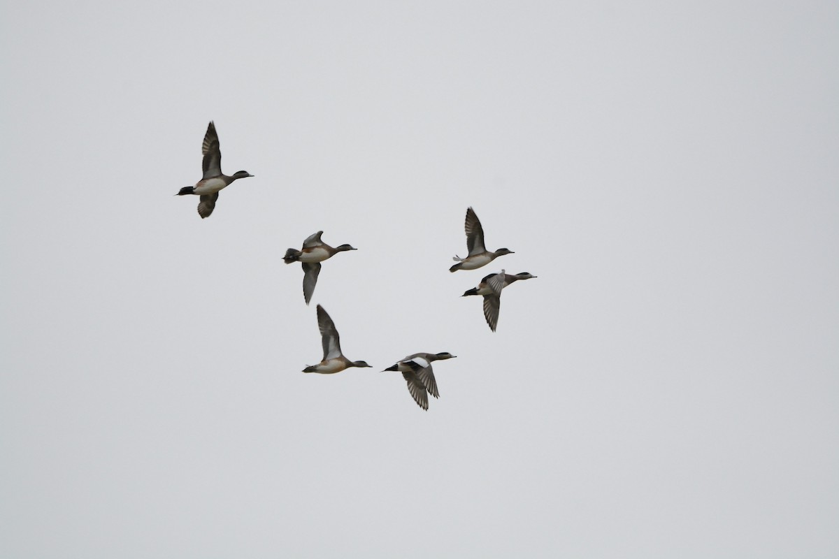 American Wigeon - ML75064211