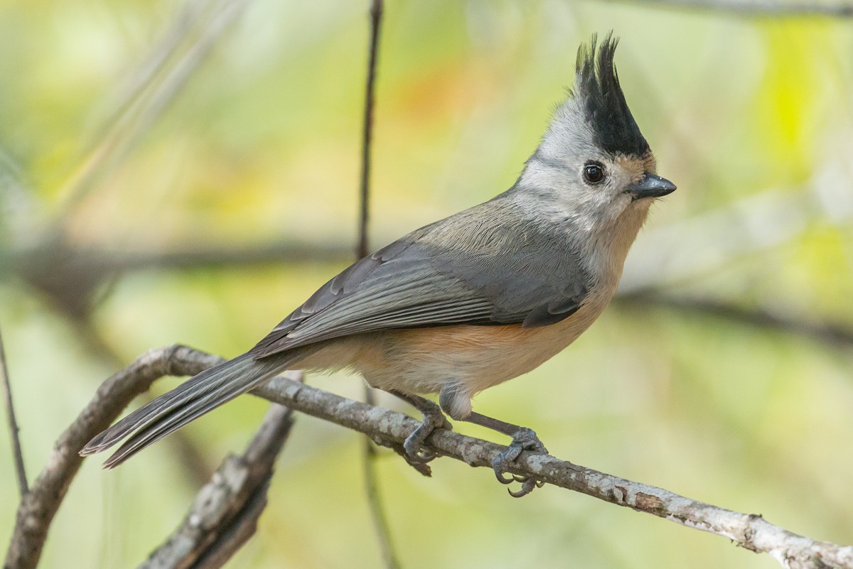 Black-crested Titmouse - Patrick Van Thull