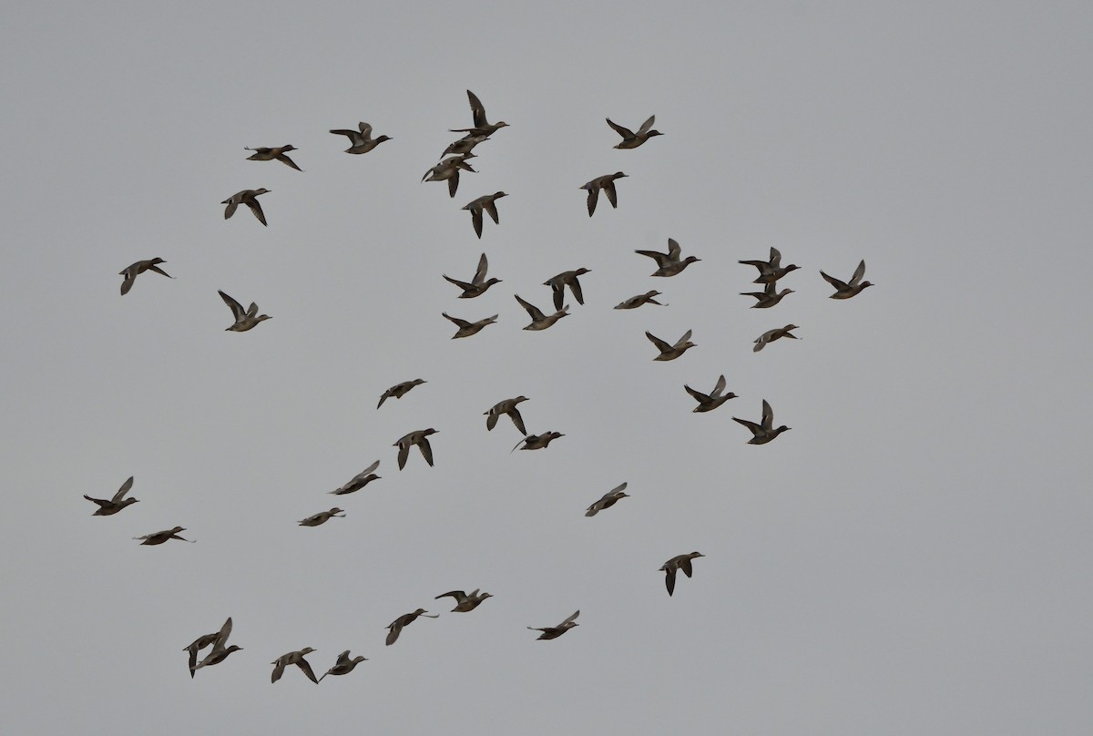 Green-winged Teal - ML75064761
