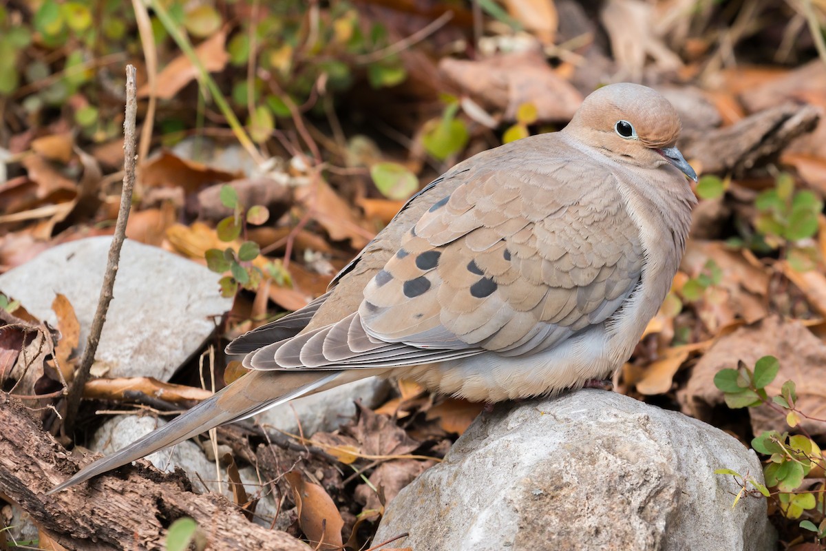 Mourning Dove - ML75064781