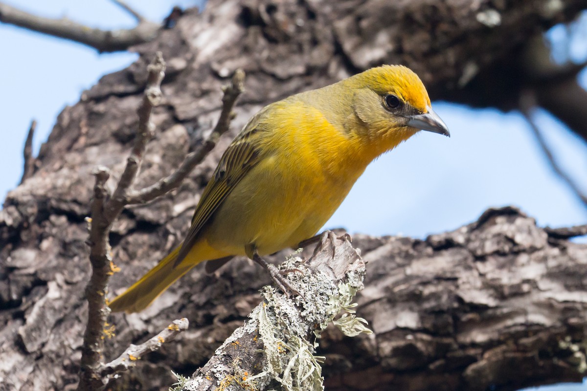 Hepatic Tanager - ML75064981