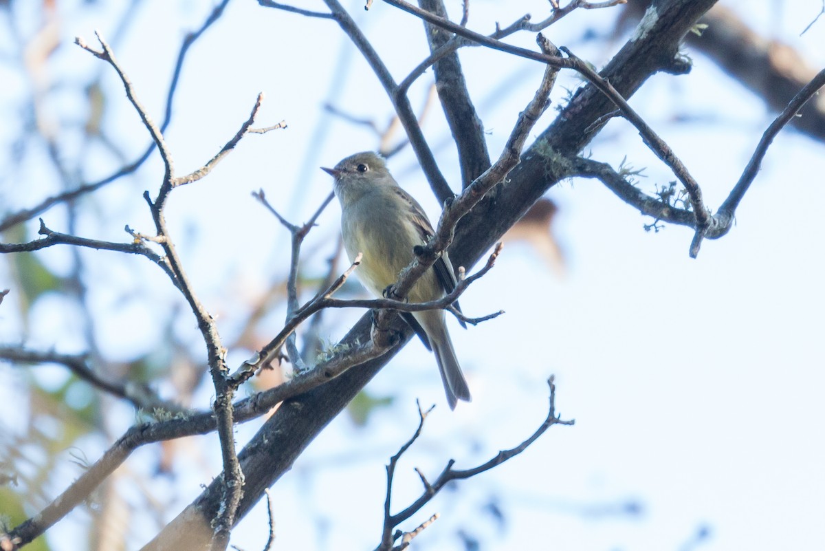 Hammond's Flycatcher - ML75065191