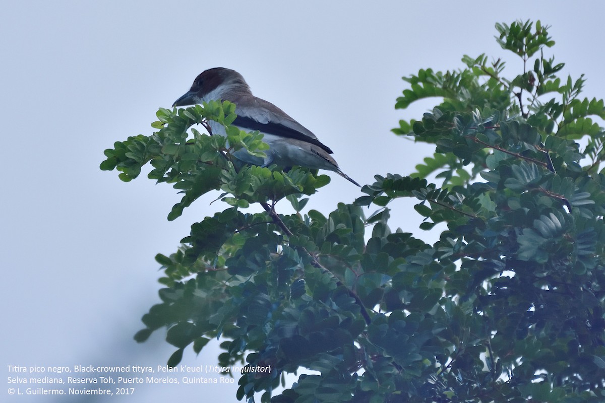 Black-crowned Tityra - ML75065491